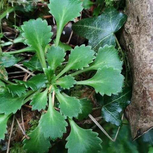 Saxifraga spathularis Листок