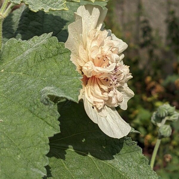 Alcea rosea Kwiat