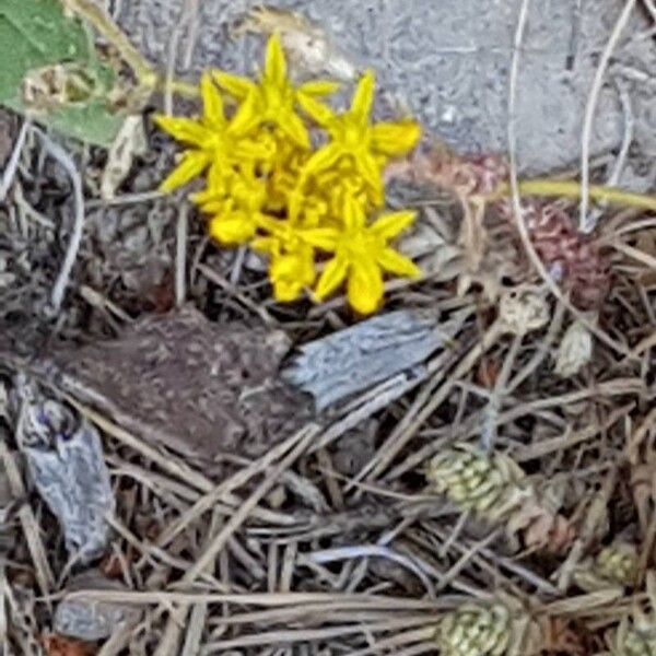 Sedum lanceolatum 花