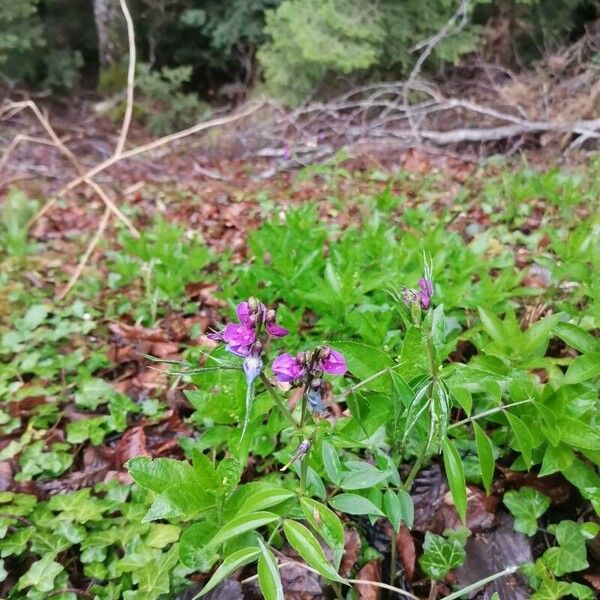 Lathyrus vernus Кветка