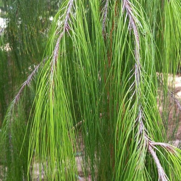 Pinus patula Leaf