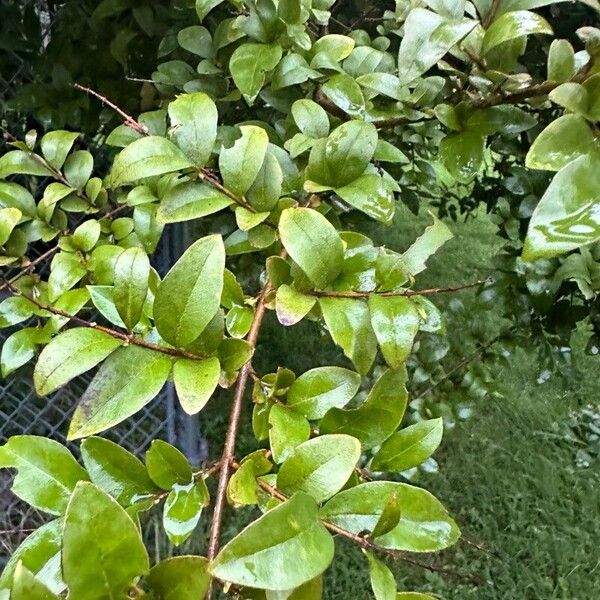 Ligustrum japonicum List