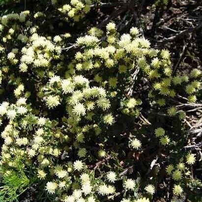 Baccharis halimifolia Habitus