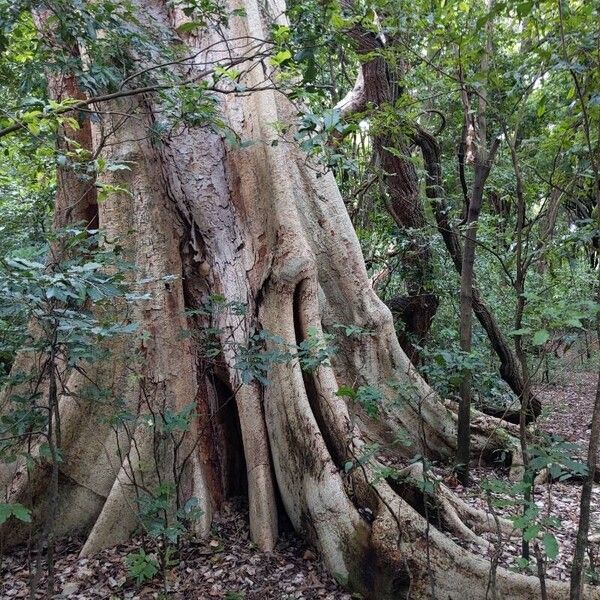 Ficus vallis-choudae ᱪᱷᱟᱹᱞᱤ