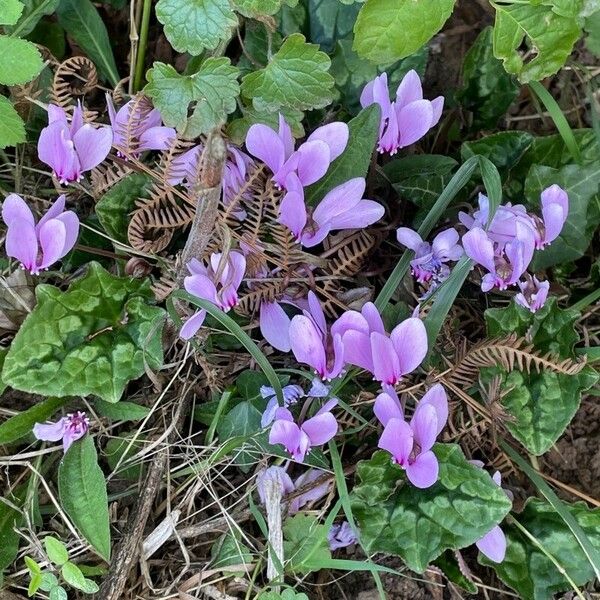 Cyclamen hederifolium 花