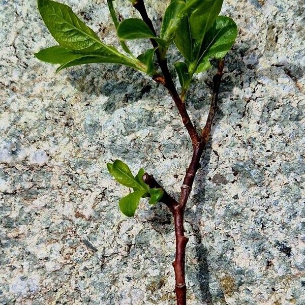 Salix myrsinifolia Casca