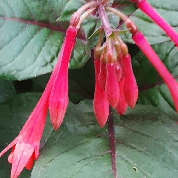 Fuchsia triphylla Blomst