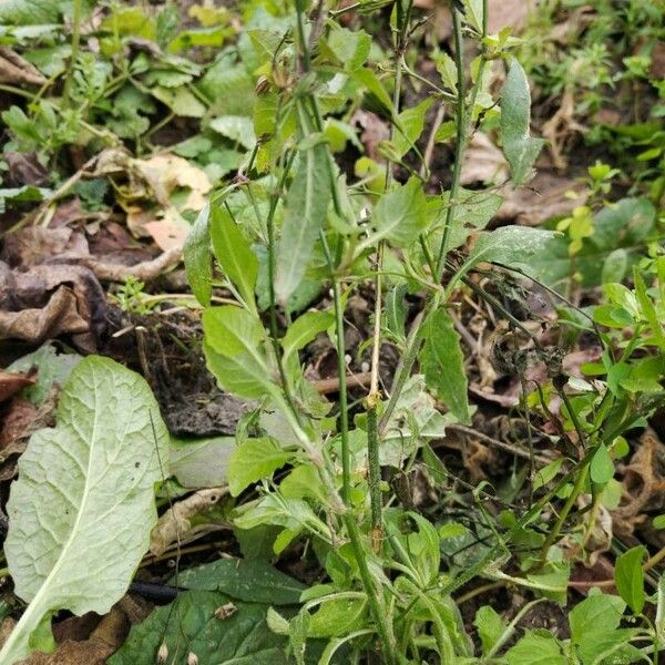 Lapsana communis 整株植物