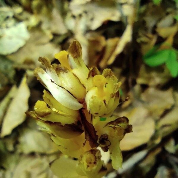 Monotropa hypopitys Flower