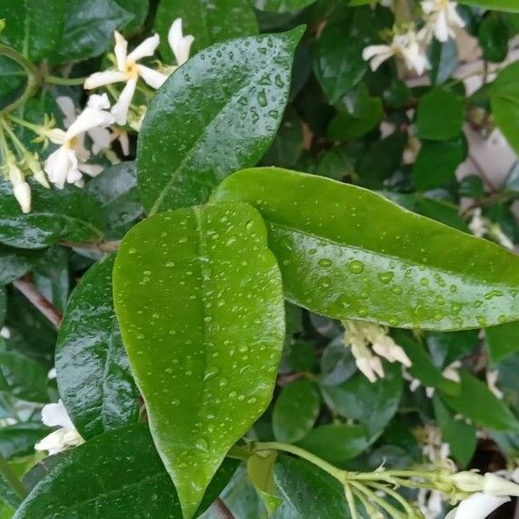 Trachelospermum jasminoides Blad