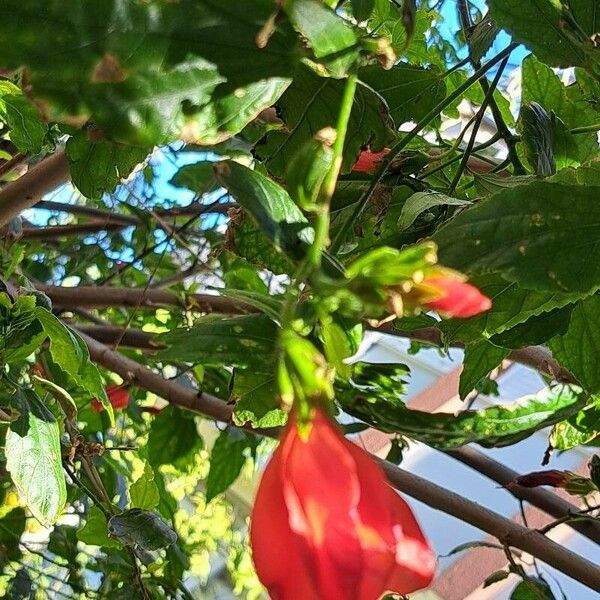 Malvaviscus penduliflorus Flors