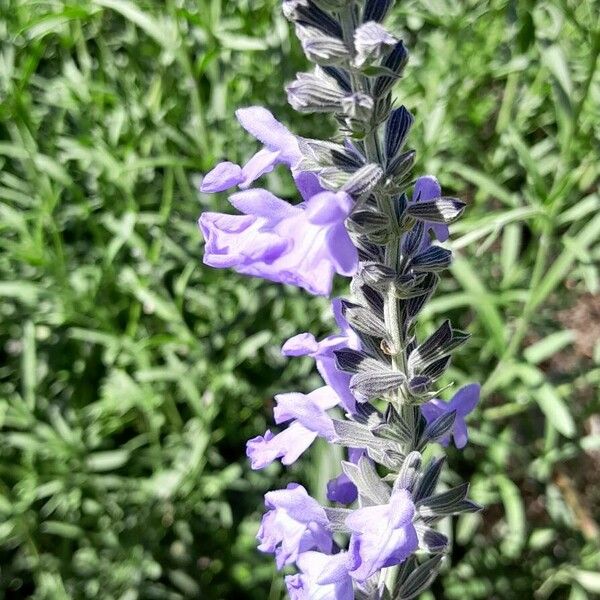 Salvia azurea Кветка