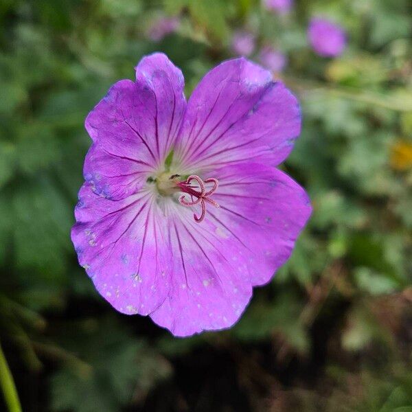 Geranium platypetalum Cvet