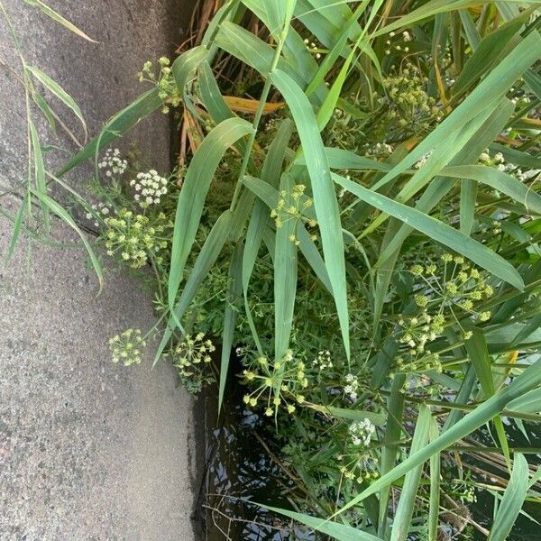 Cicuta virosa Flor