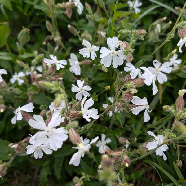 Silene dichotoma Habitatea