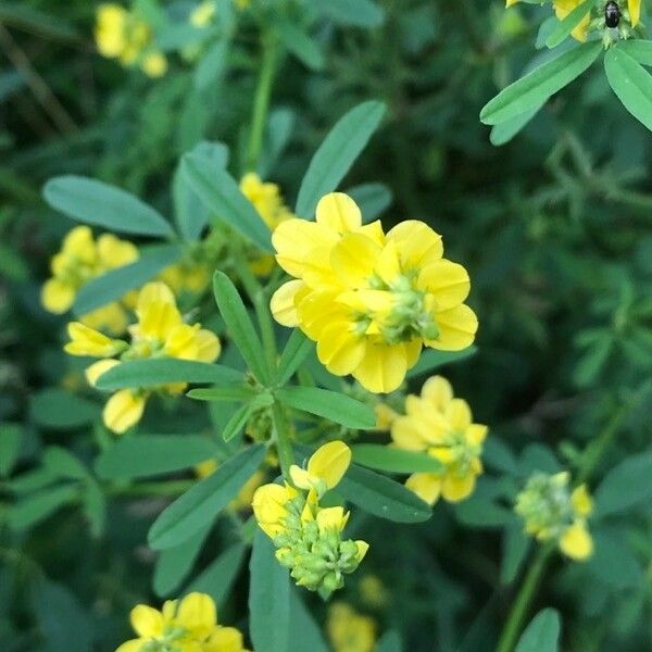 Melilotus officinalis Blüte