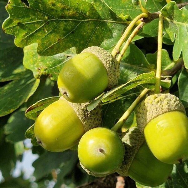 Quercus robur Плод