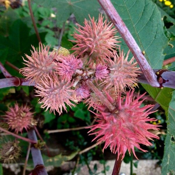 Ricinus communis Plod