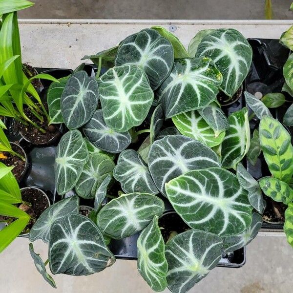 Alocasia reginula ഇല