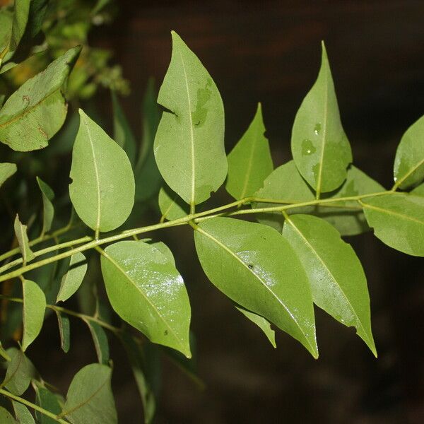 Ateleia herbert-smithii Leaf