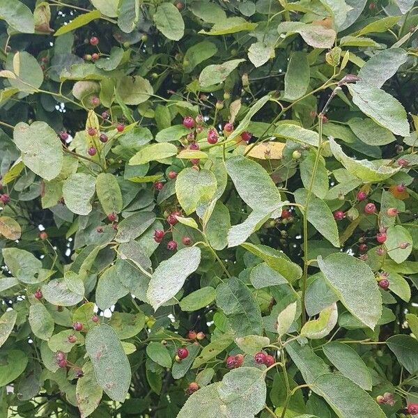 Amelanchier canadensis Flor