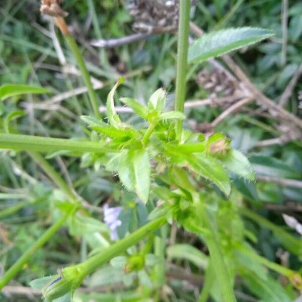 Cichorium endivia Lehti