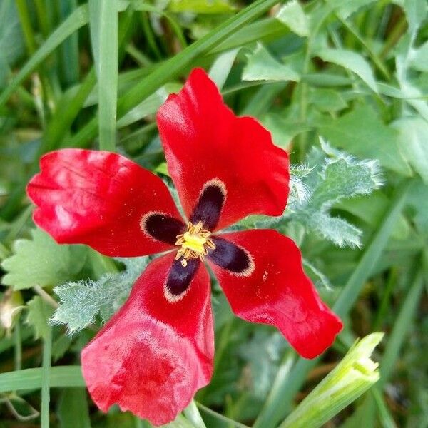 Glaucium corniculatum Blomst