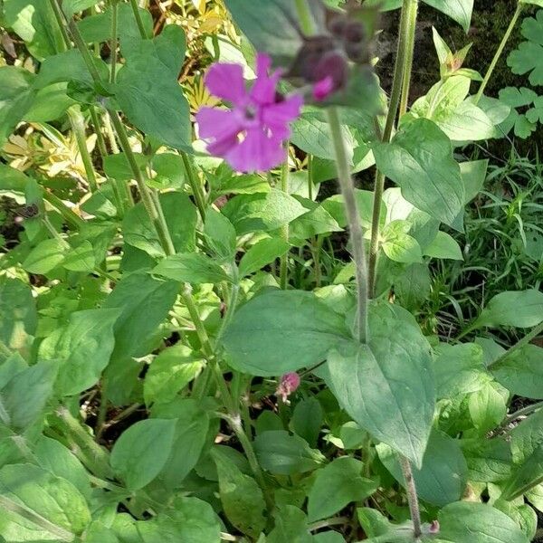 Silene dioica Flors