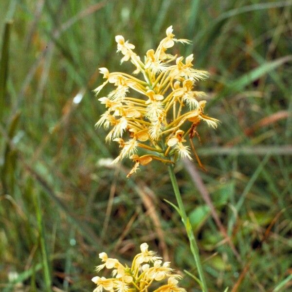 Platanthera ciliaris Kvet