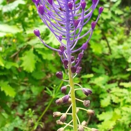 Leopoldia comosa Žiedas