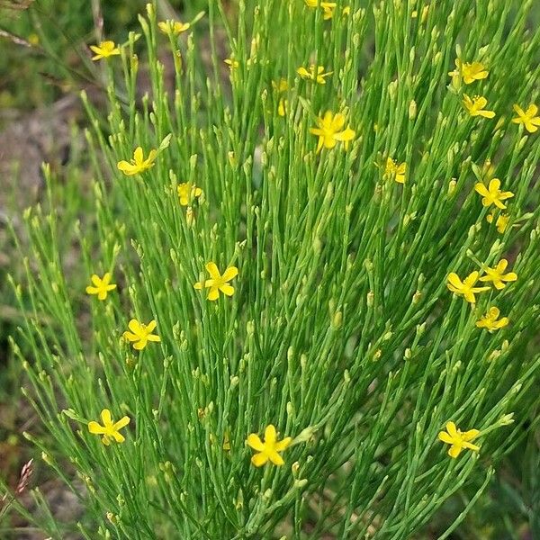 Hypericum gentianoides Virág