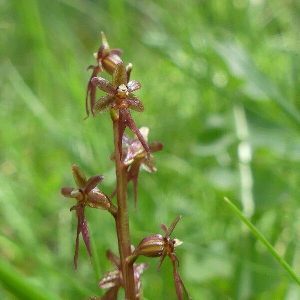 Neottia cordata Flower