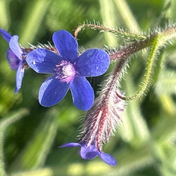 Anchusa azurea Žiedas