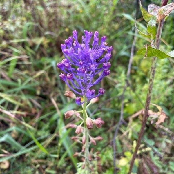 Muscari comosum Blüte