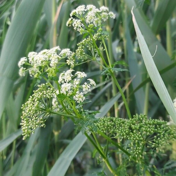 Conium maculatum Flor