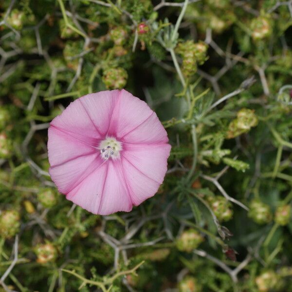 Convolvulus althaeoides Цветок