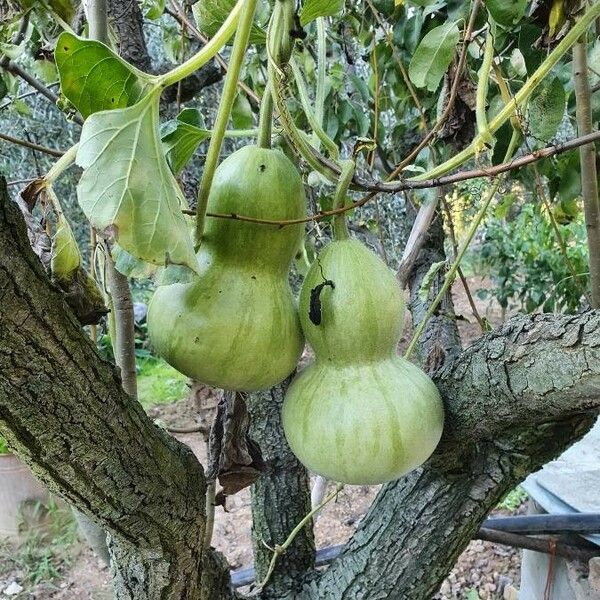 Lagenaria siceraria Fruit