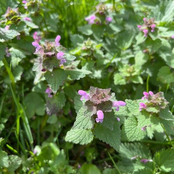 Lamium hybridum 花