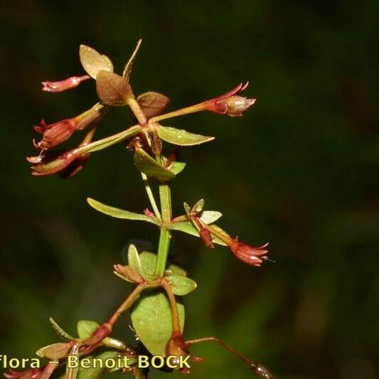 Lindernia procumbens Alia