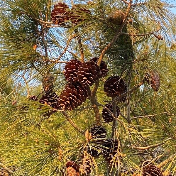 Pinus brutia Blad