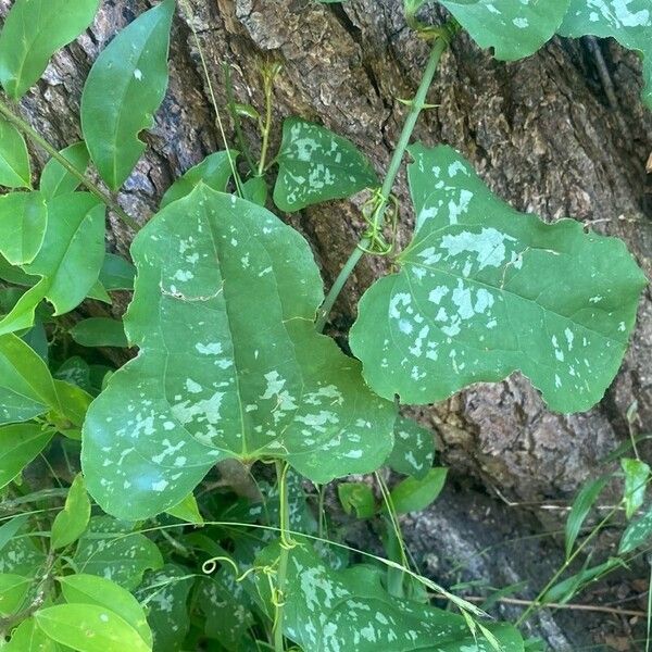 Smilax bona-nox Leaf