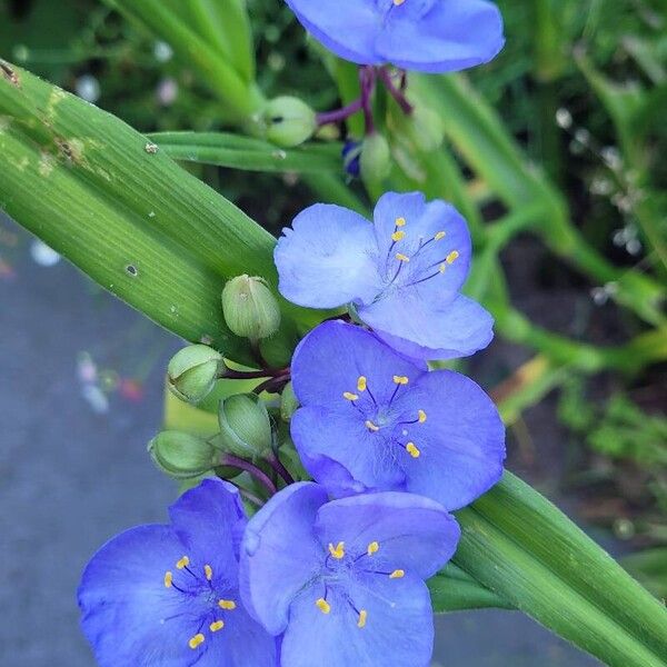 Tradescantia ohiensis Цвят