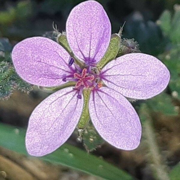 Erodium cicutarium Flor