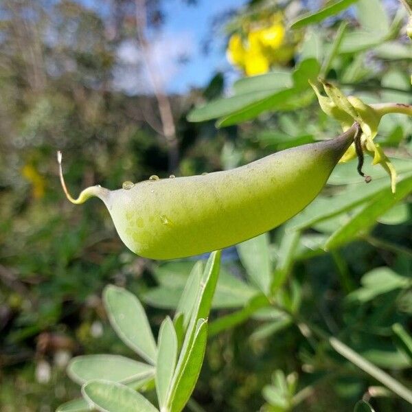 Crotalaria grahamiana Froito