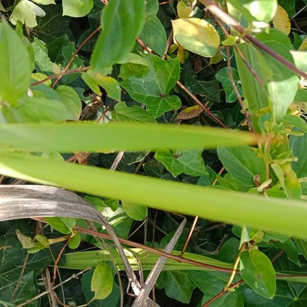 Watsonia borbonica পাতা