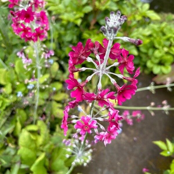 Primula bulleyana Flower