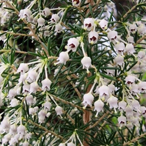 Erica arborea Цвят