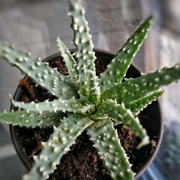 Aloe humilis Folla