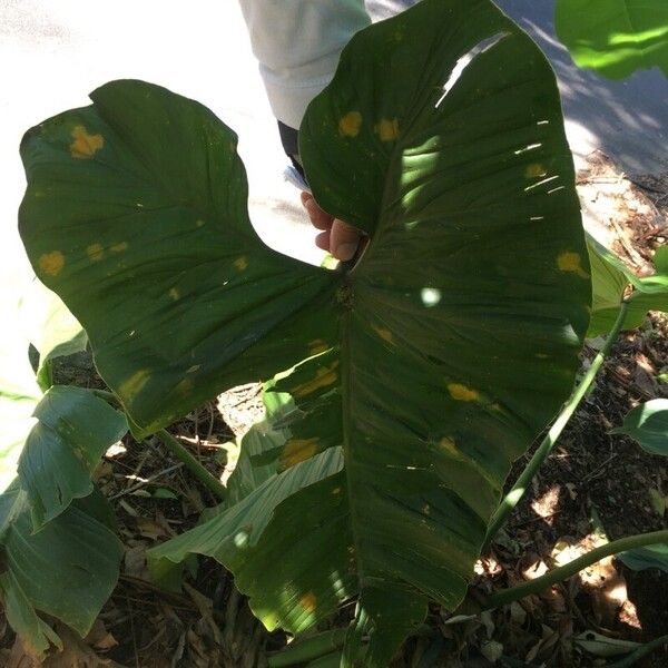 Xanthosoma sagittifolium Leaf