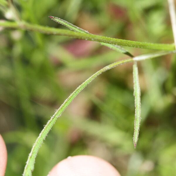 Torilis africana Leaf